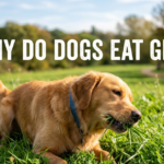 Why Do Dogs Eat Grass? Everything You Need to Know
