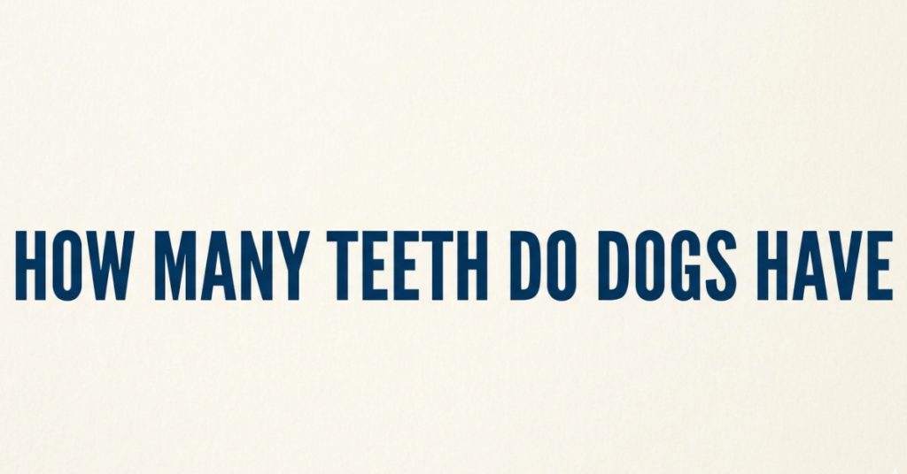 How Many Teeth Do Dogs Have? A Complete Guide for Pet Owners