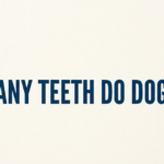 How Many Teeth Do Dogs Have? A Complete Guide for Pet Owners