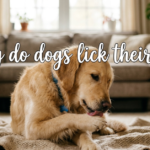 Why Do Dogs Lick Their Paws? A Complete Guide for Pet Owners