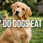 Why Do Dogs Eat Poop? Causes, Meaning & How to Stop It