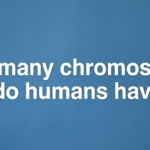 How Many Chromosomes Do Humans Have?